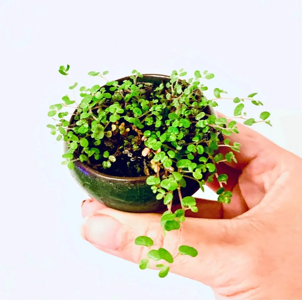 Baby tears in ceramic pot thumbnail