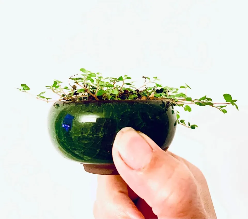 Baby tears in ceramic pot image indicator(2)