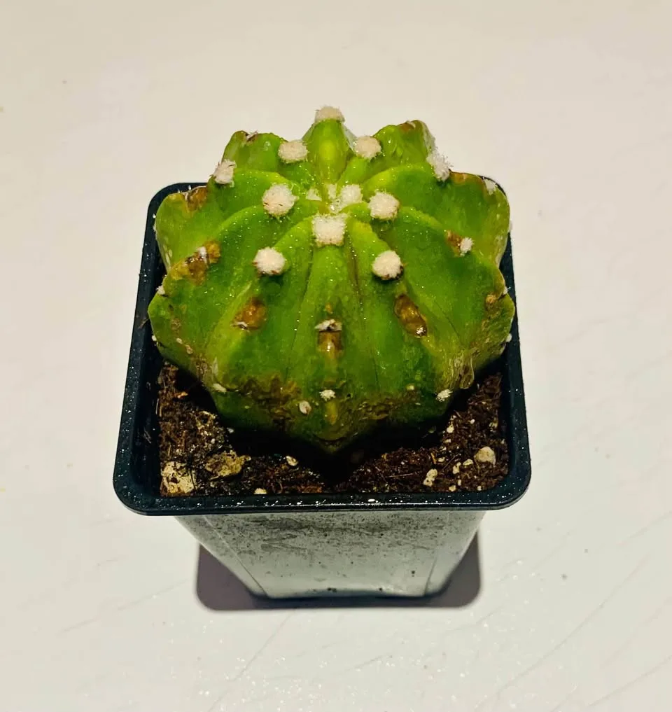 Large Echinopsis cactus thumbnail
