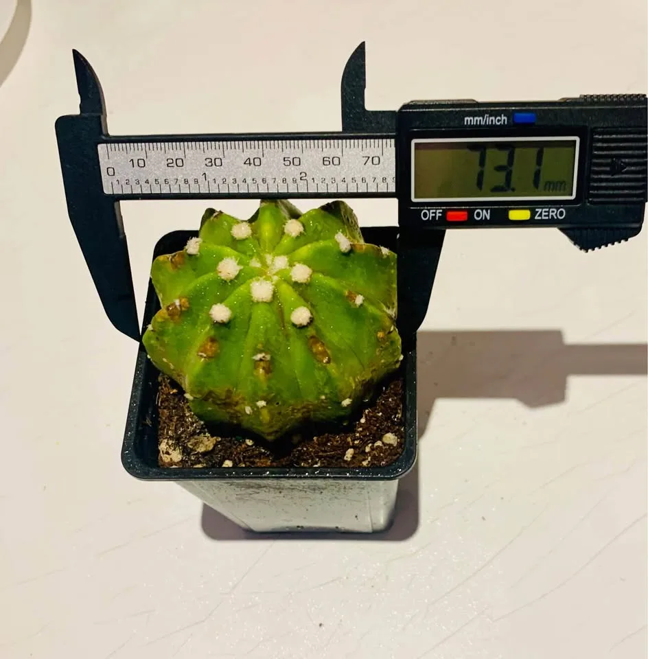 Large Echinopsis cactus image indicator(2)