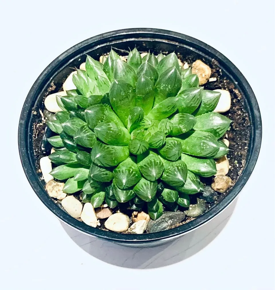 Large howarthia thumbnail