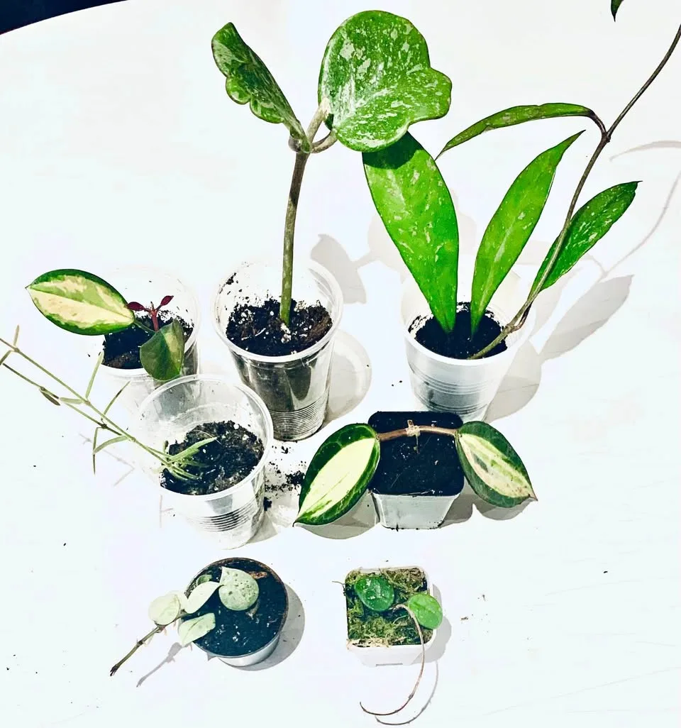 Hoya lot(7) thumbnail