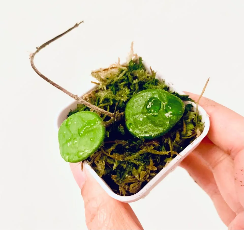 Hoya lot(7) image indicator(2)