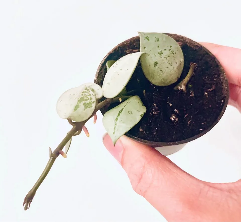 Hoya lot(7) image indicator(3)