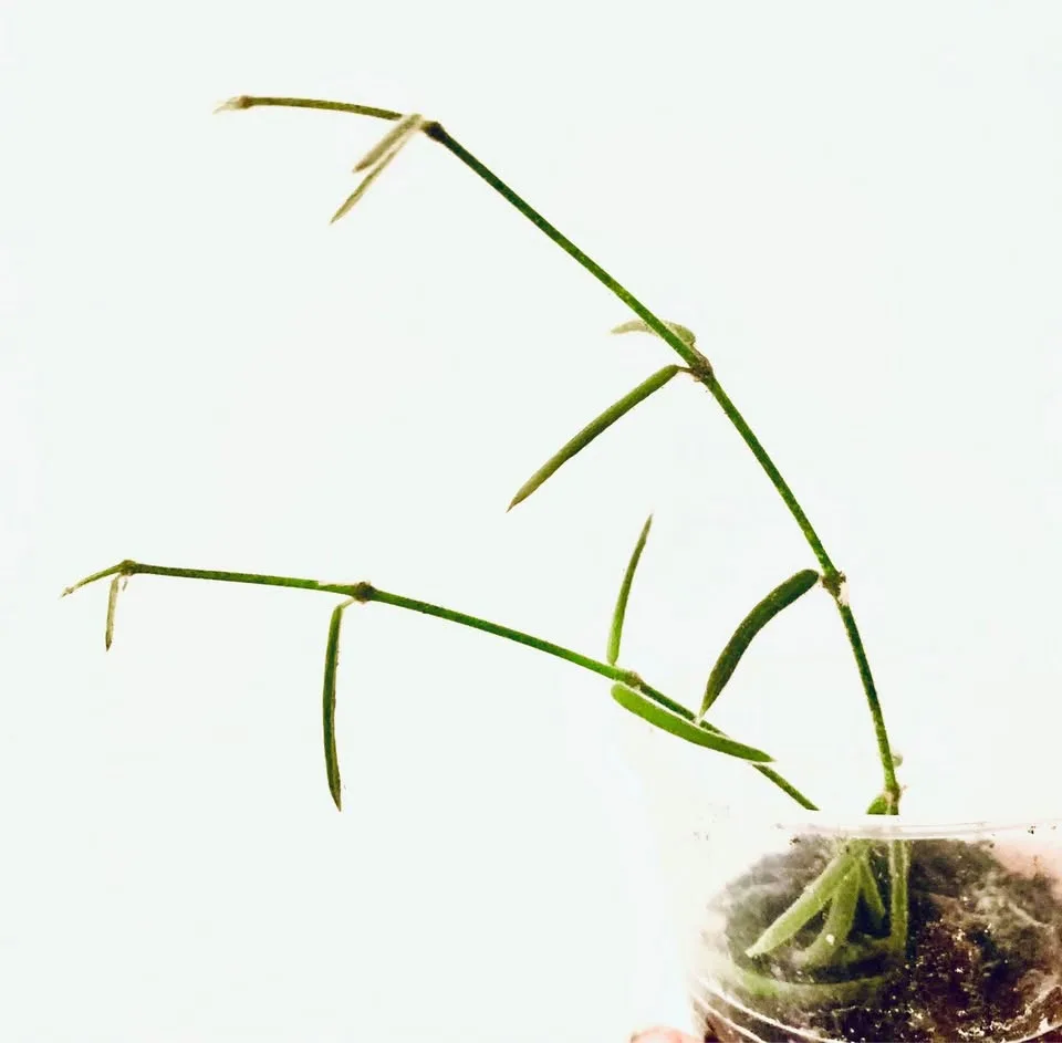 Hoya lot(7) image indicator(4)