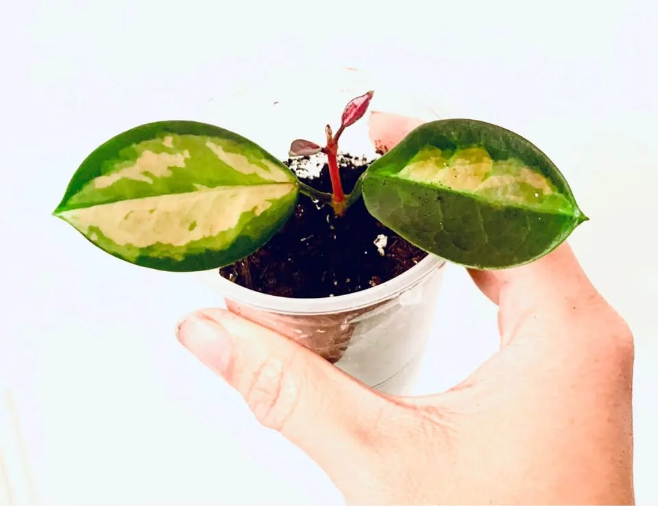 Hoya lot(7) image indicator(5)