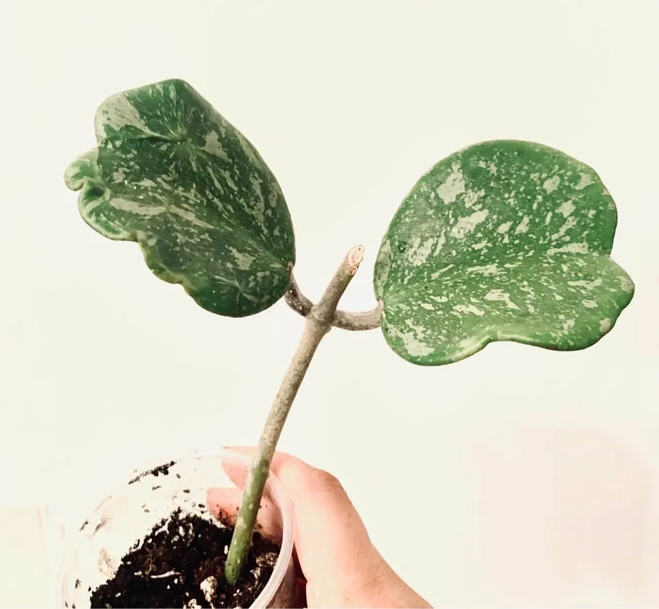 Hoya lot(7) image indicator(6)