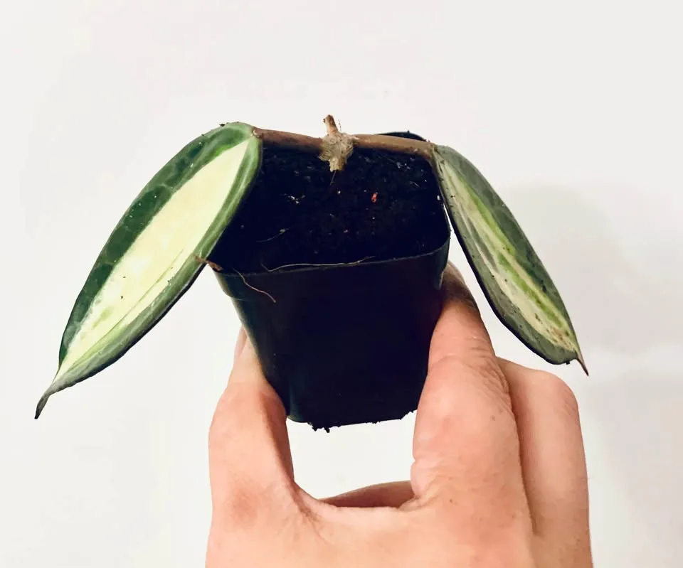 Hoya lot(7) image indicator(7)