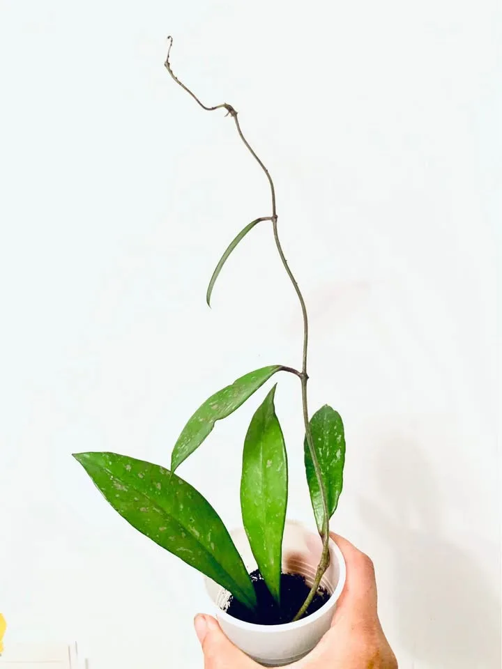 Hoya lot(7) image indicator(8)