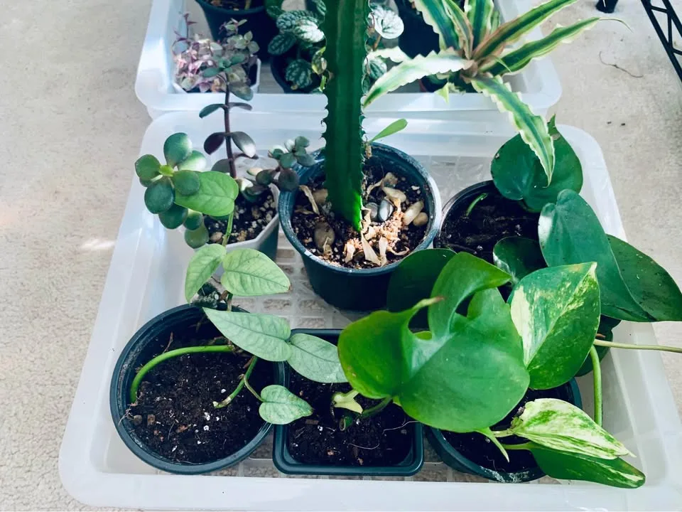 5 dollar plants image indicator(2)