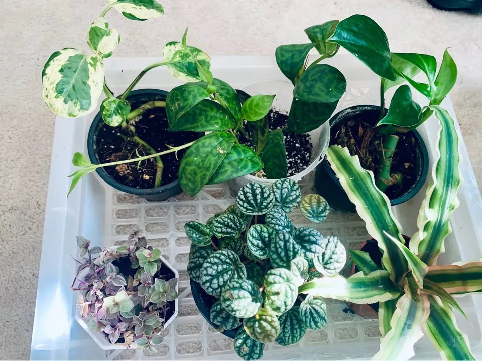 5 dollar plants image indicator(3)