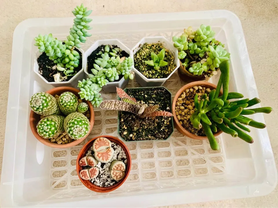 5 dollar plants image indicator(4)