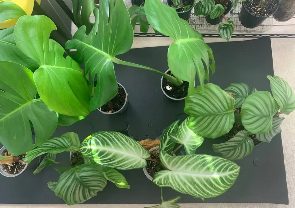 Plant clearance-Monstera, calathea orbifolia and more image indicator(2)