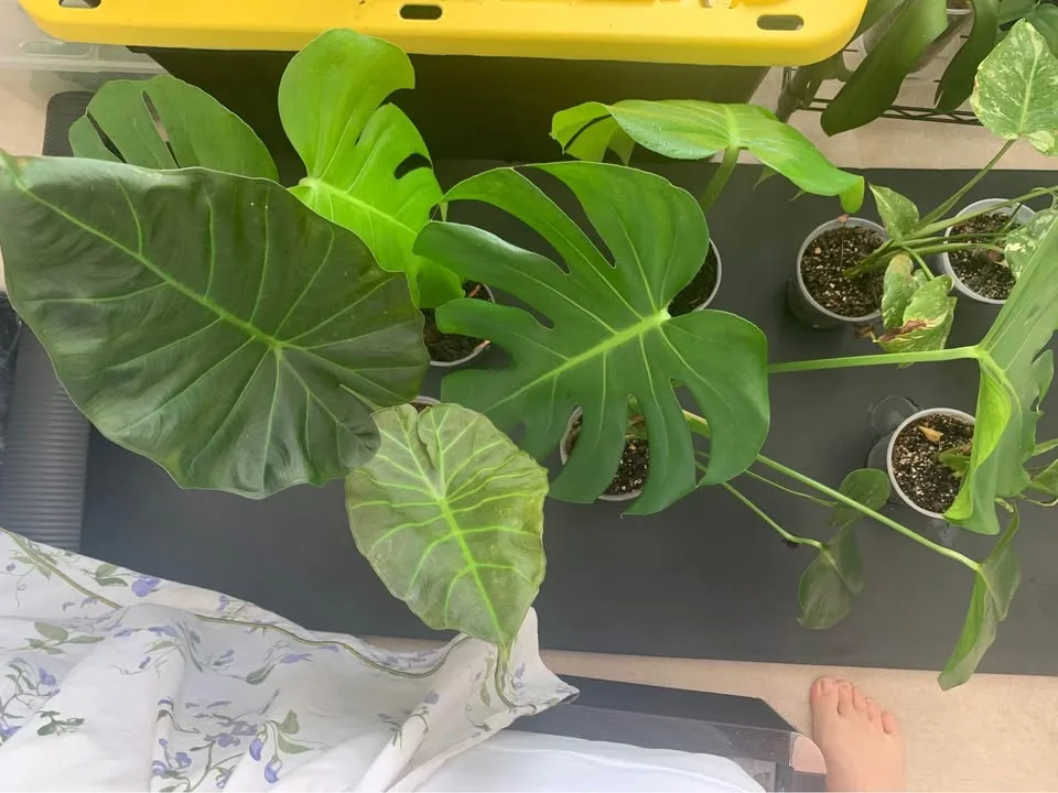 Plant clearance-Monstera, calathea orbifolia and more image indicator(3)