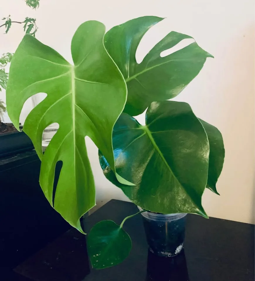 Plant clearance-Monstera, calathea orbifolia and more image indicator(5)