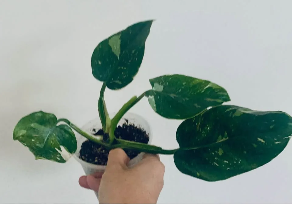 Plant clearance-Monstera, calathea orbifolia and more image indicator(6)