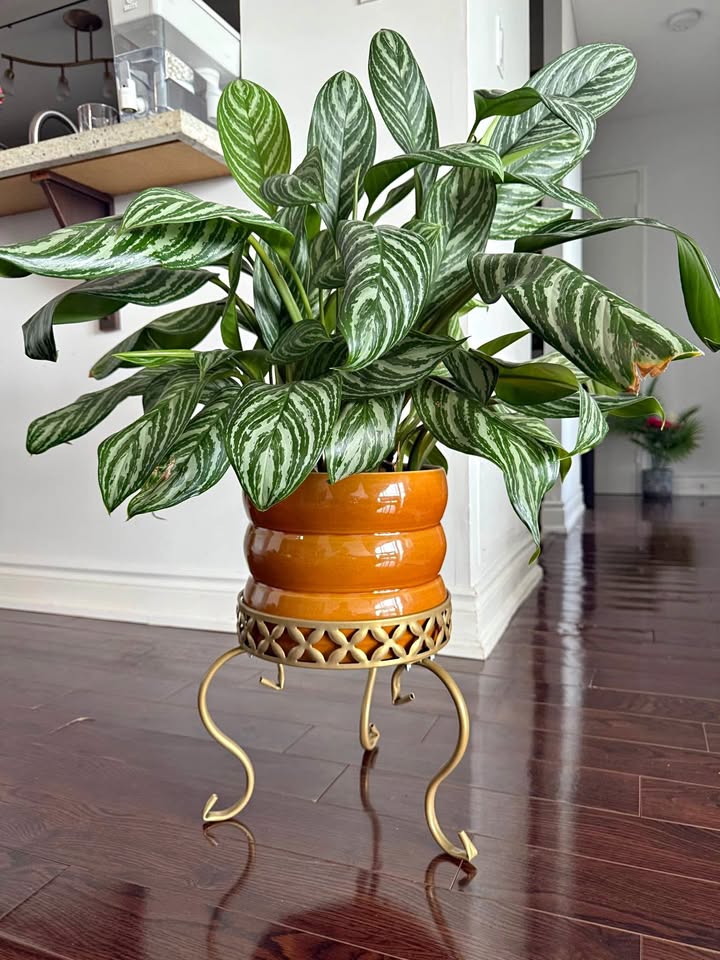 Move out Plants sale with pot