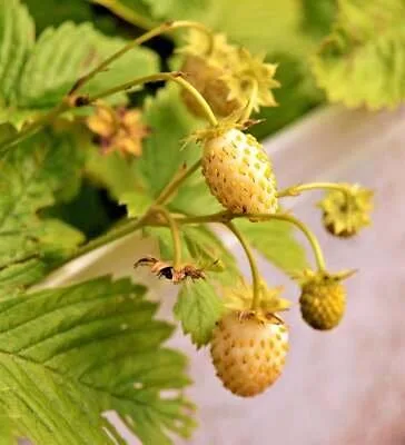 Yellow Wonder Alpine Strawberry Plants - LOCATION in desc