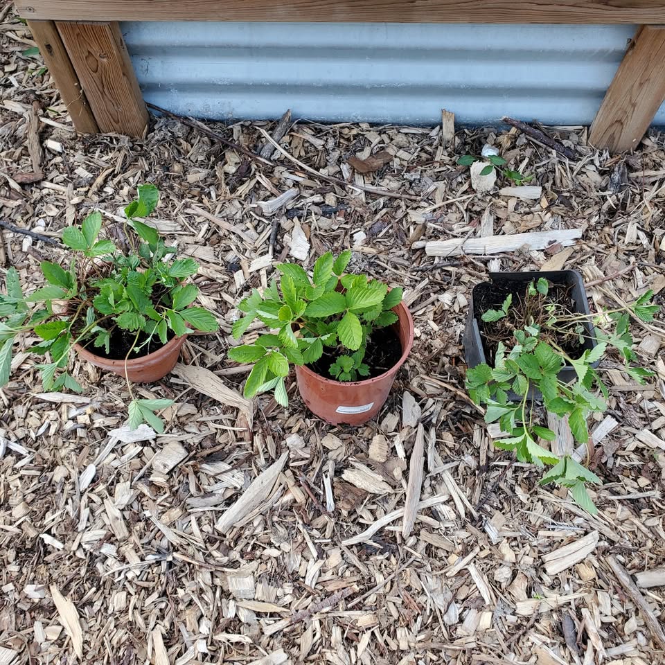 Yellow Wonder Alpine Strawberry Plants - LOCATION in desc - photo 2