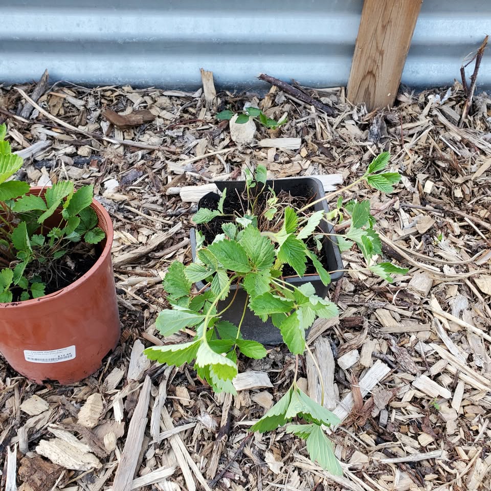 Yellow Wonder Alpine Strawberry Plants - LOCATION in desc - photo 3
