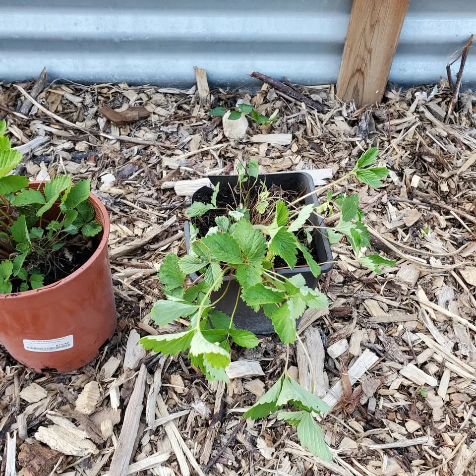 Yellow Wonder Alpine Strawberry Plants - LOCATION in desc image indicator(3)