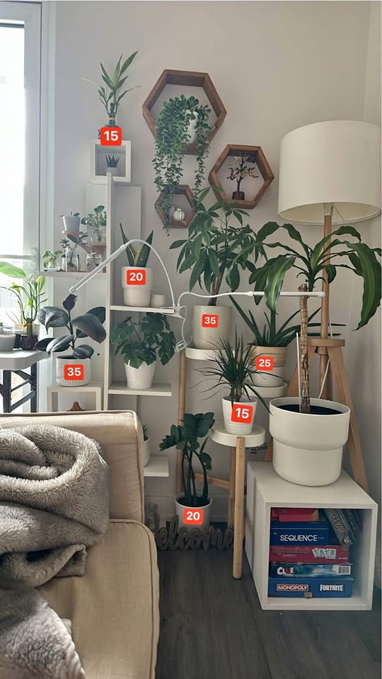 Plants - Moving out Sale