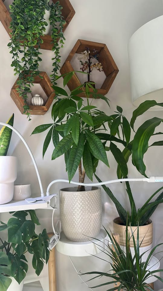 Plants - Moving out Sale - photo 3