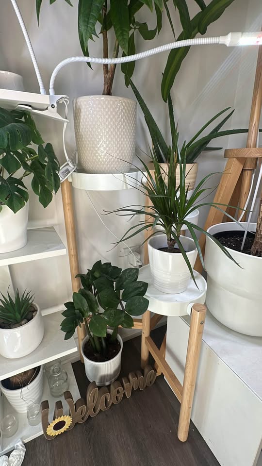 Plants - Moving out Sale - photo 4