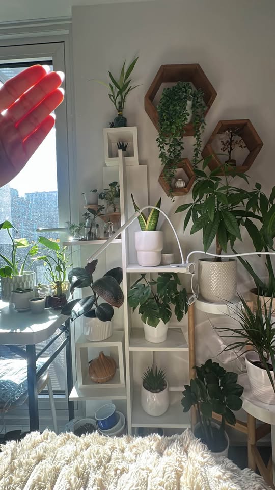 Plants - Moving out Sale - photo 5