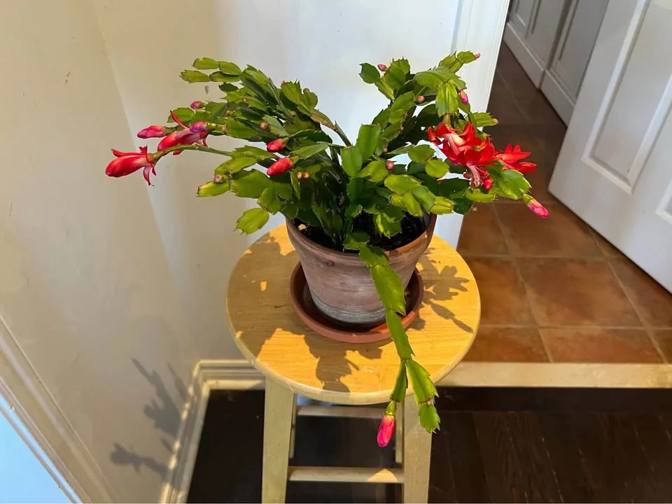 Christmas cactus image indicator(2)