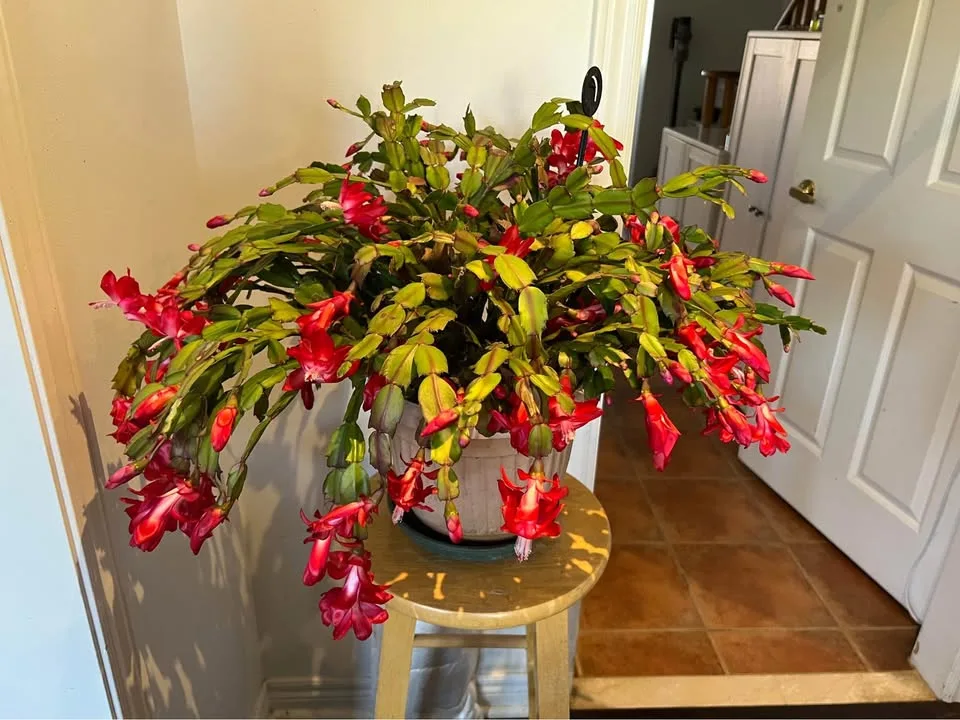 Christmas cactus image indicator(2)