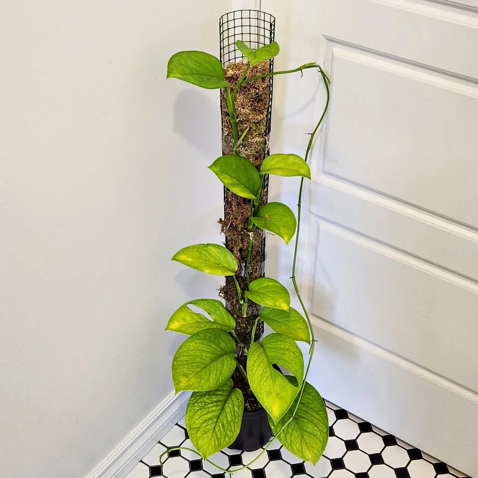 Monstera Pinnatipartita on 3' moss pole