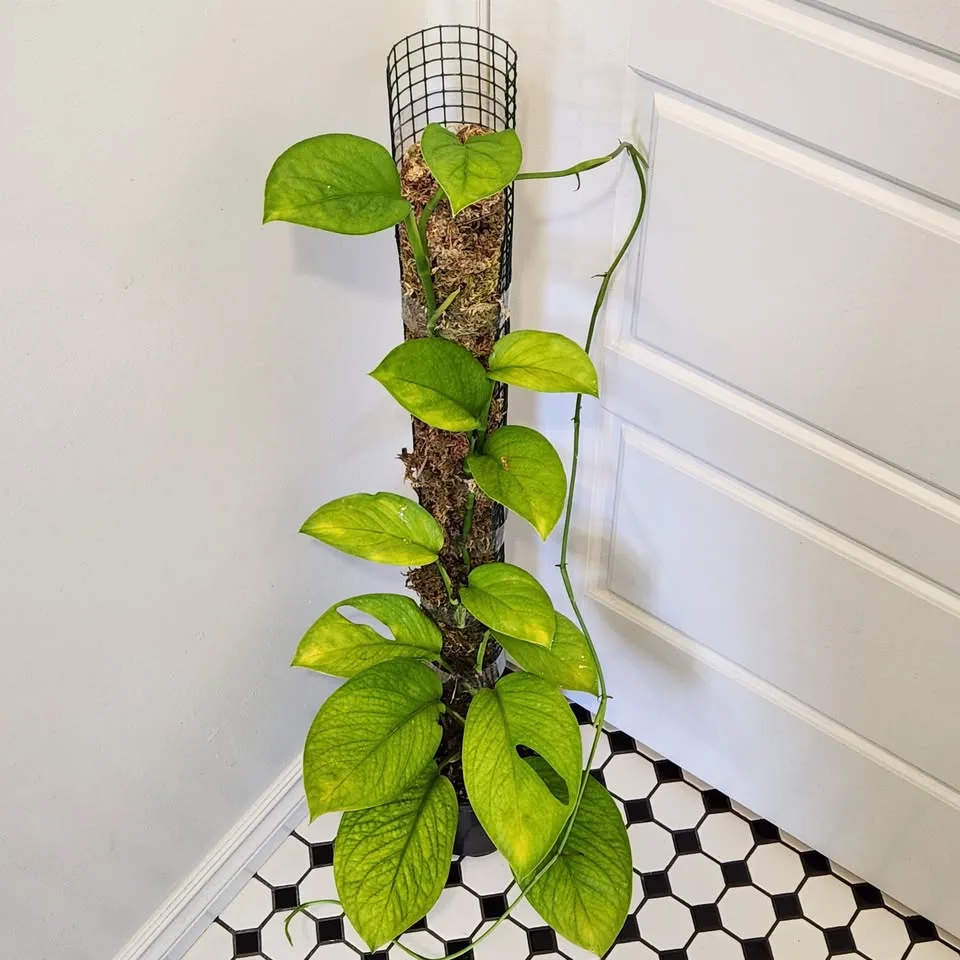 Monstera Pinnatipartita on 3' moss pole image indicator(2)