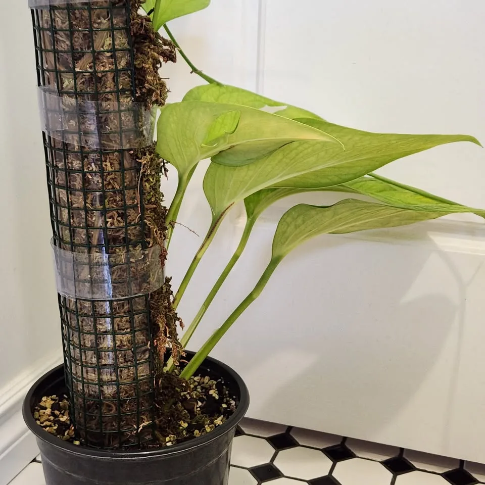Monstera Pinnatipartita on 3' moss pole image indicator(3)