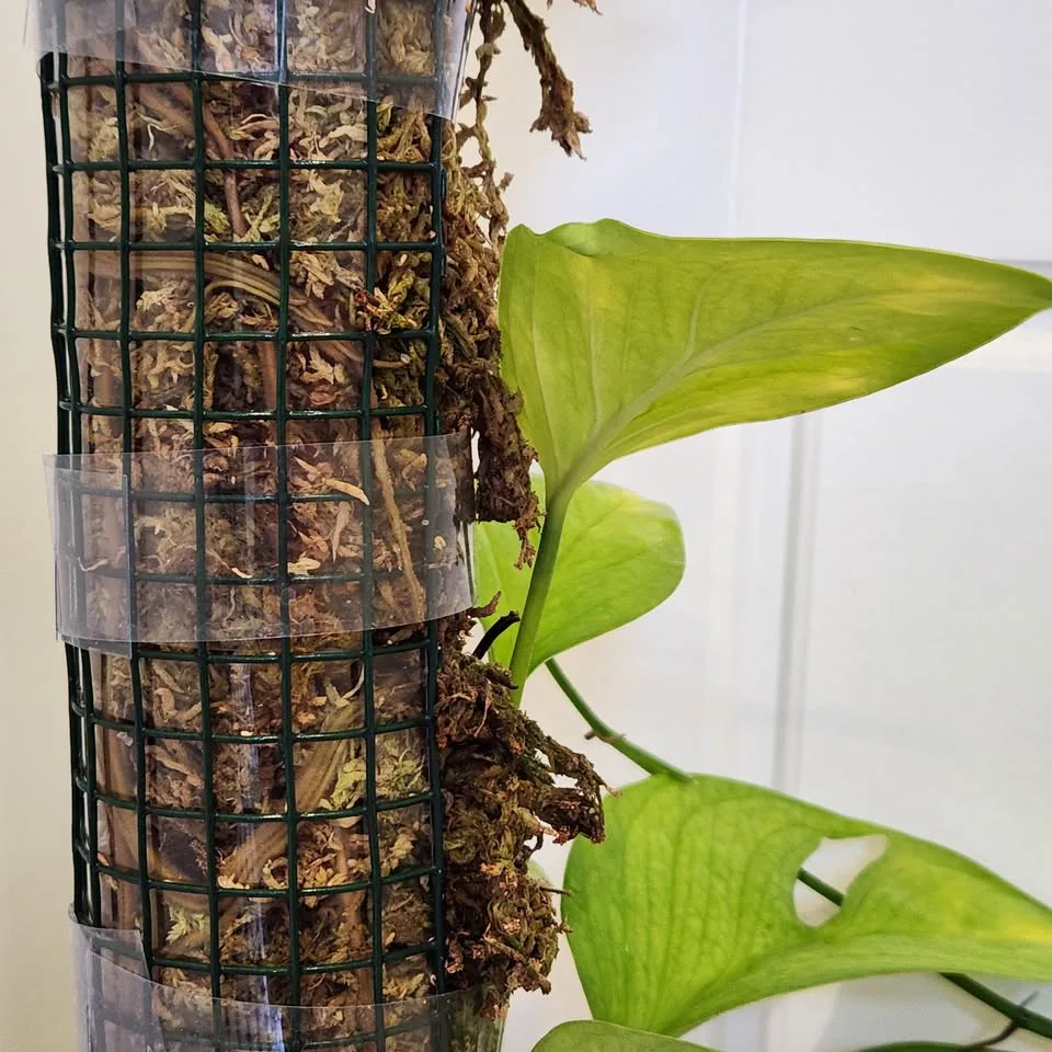 Monstera Pinnatipartita on 3' moss pole image indicator(4)