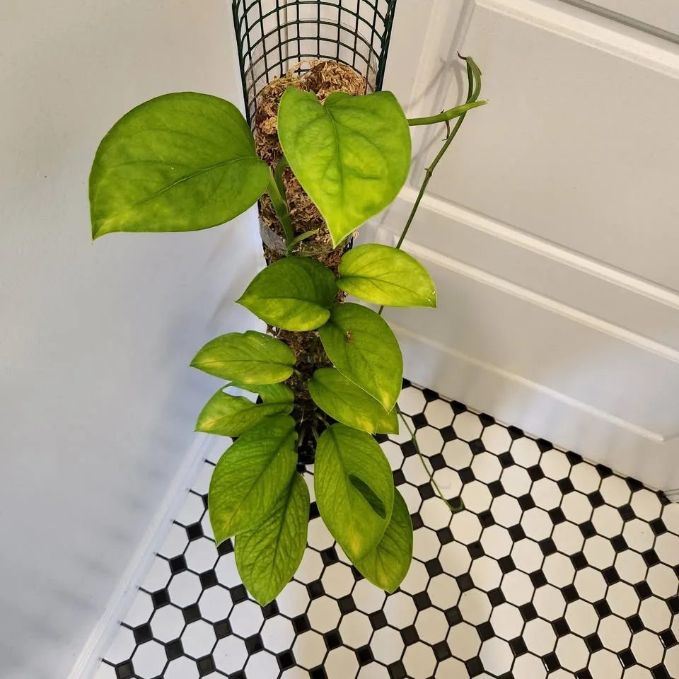 Monstera Pinnatipartita on 3' moss pole image indicator(5)