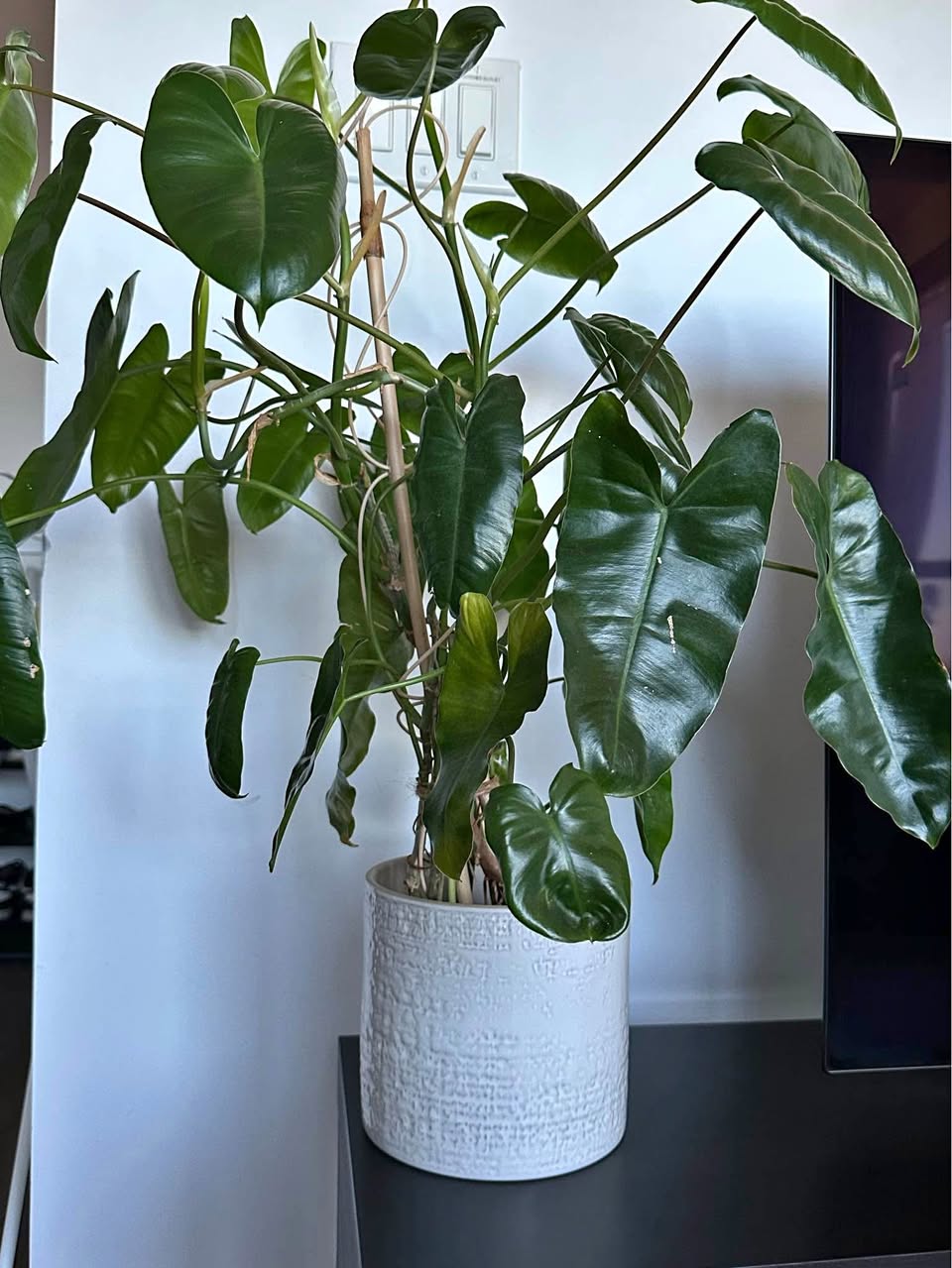 Philodendron (Burle Marx variety)