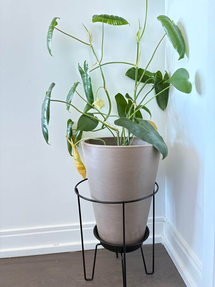 Plant Stand - photo 2