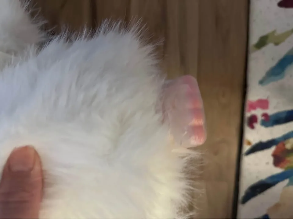 Baby Three 800% AI Kitten image indicator(9)