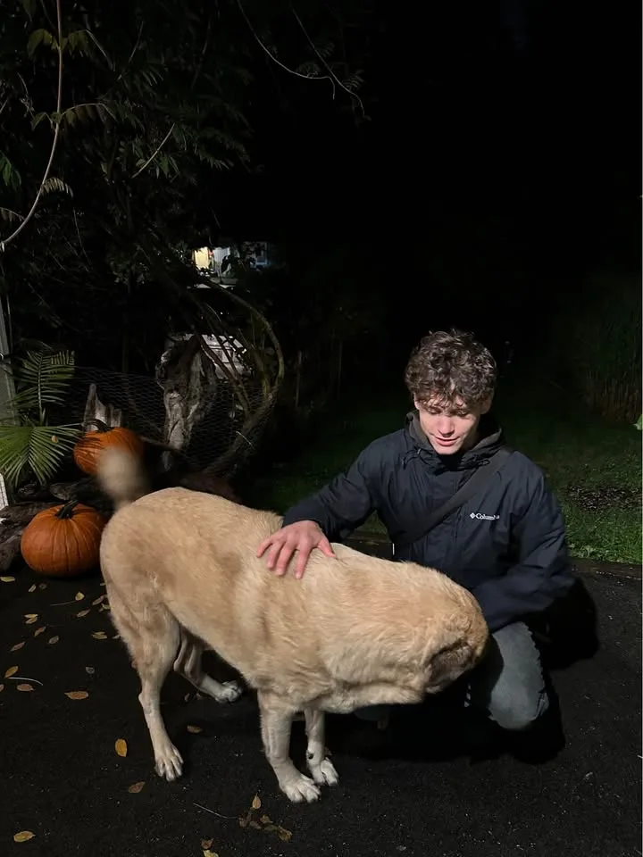 Any type dog walker(16 years old) image indicator(7)