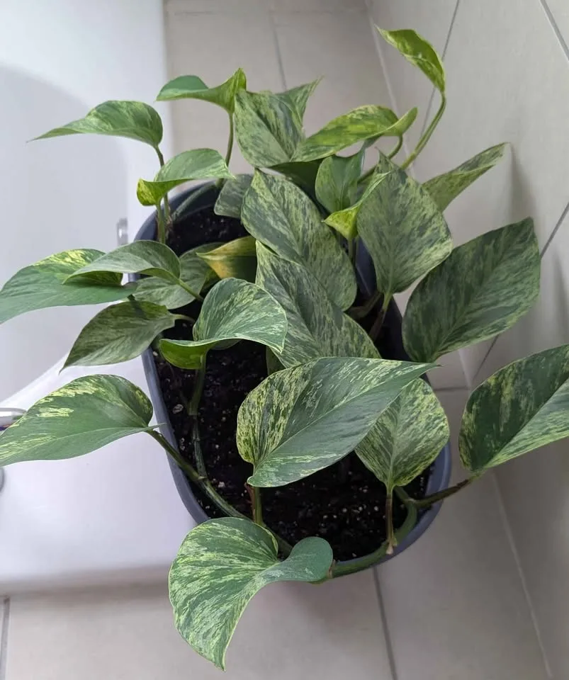 Indoor Plants: Pothos image indicator(2)