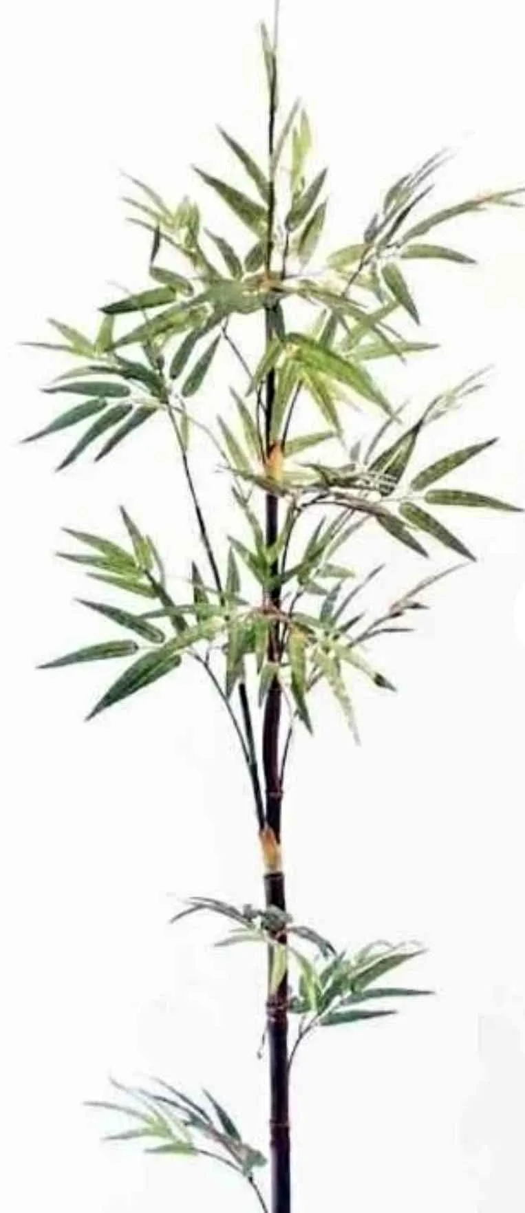 Decoration bamboo tree leafs thumbnail