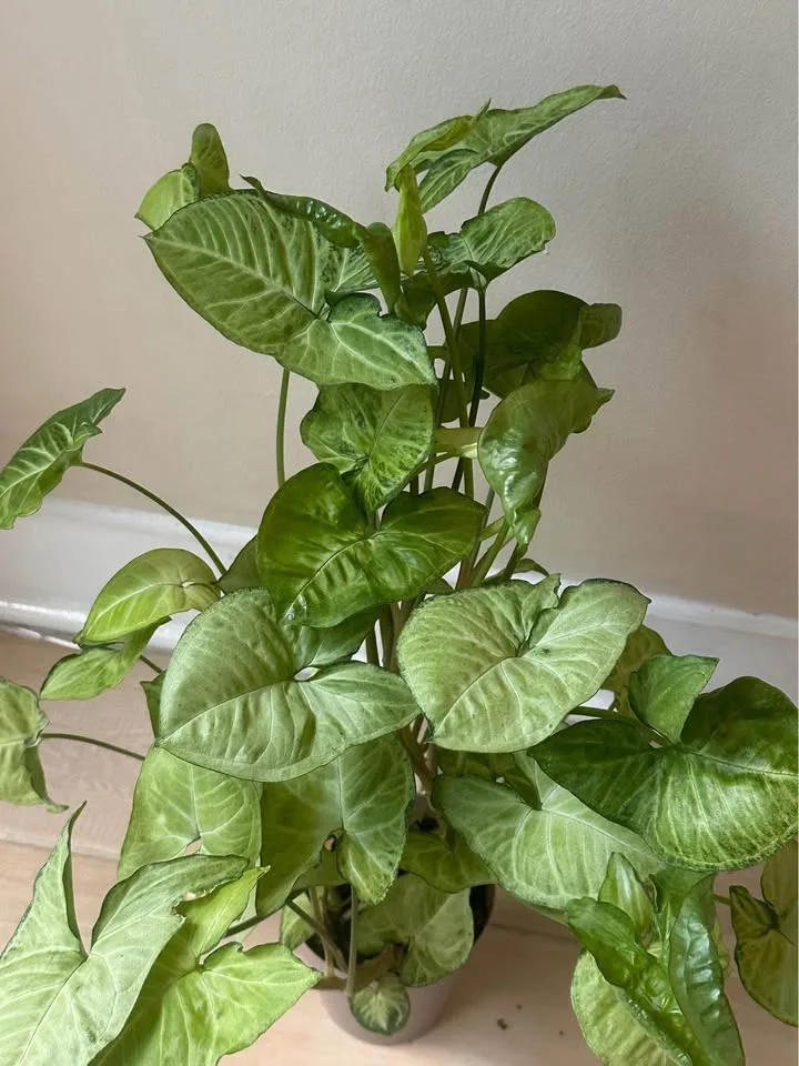 Pot and plant image indicator(2)