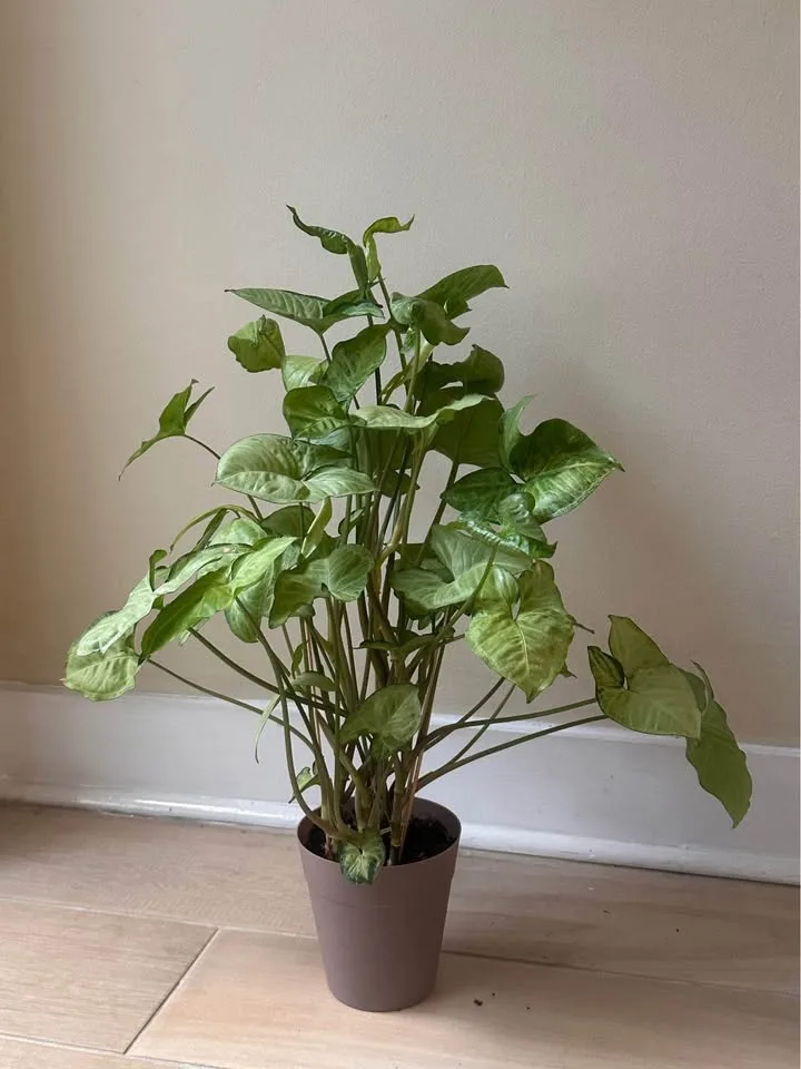 Pot and plant image indicator(3)