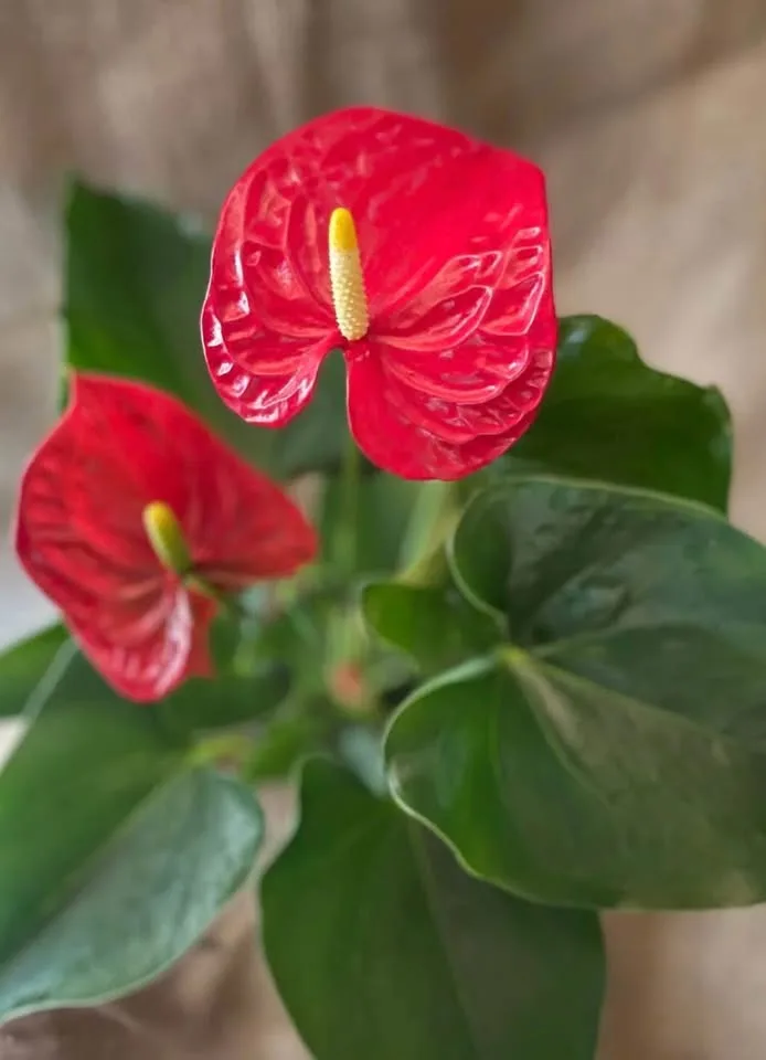 Pot and plant image indicator(2)