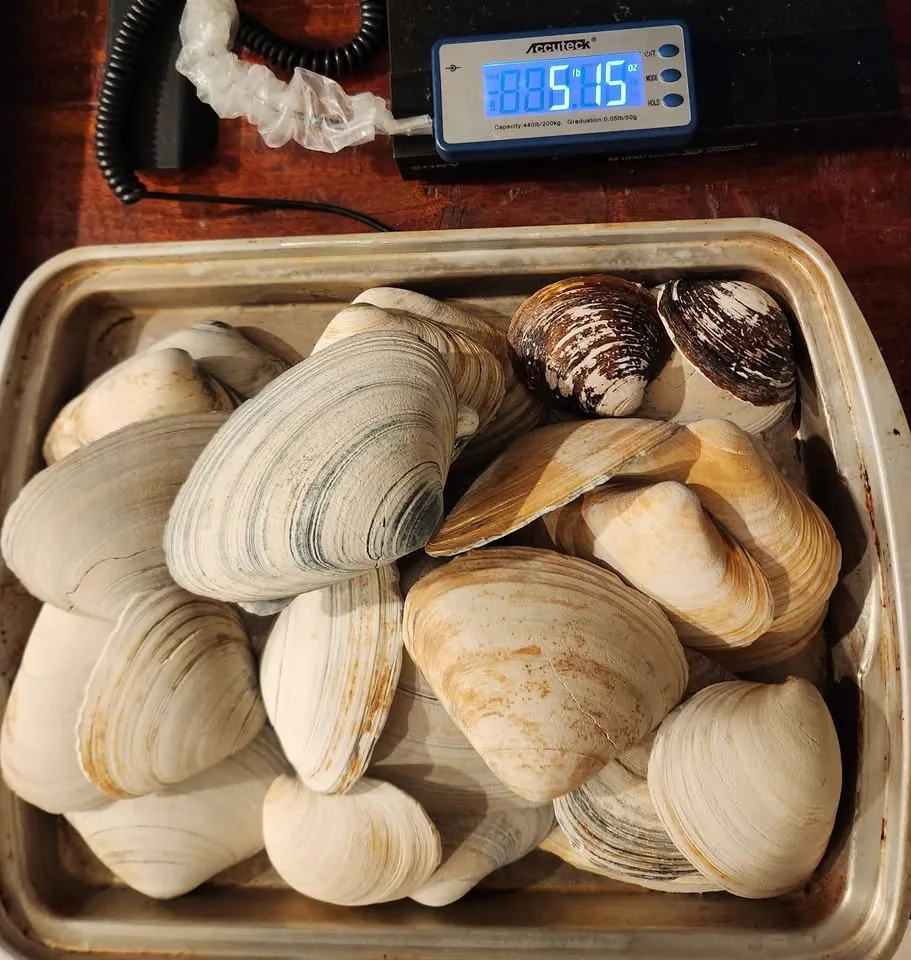 Large clam Shells 6 LBS Decoupage Arts and Crafts Ocean Beach image indicator(2)