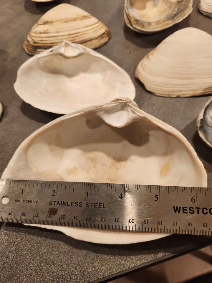 Large clam Shells 6 LBS Decoupage Arts and Crafts Ocean Beach image indicator(3)