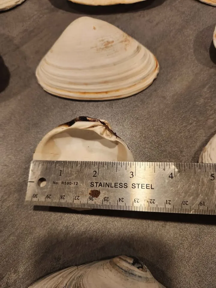 Large clam Shells 6 LBS Decoupage Arts and Crafts Ocean Beach image indicator(4)