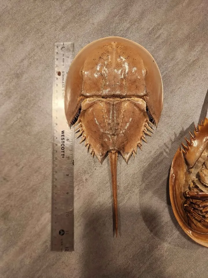 Horseshoe crab dry sheds image indicator(2)