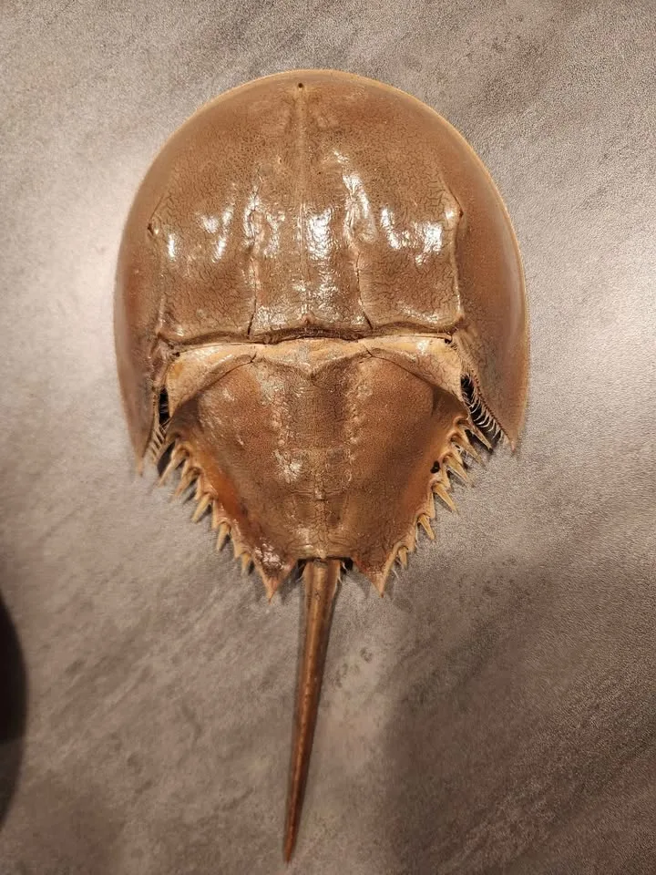 Horseshoe crab dry sheds image indicator(3)